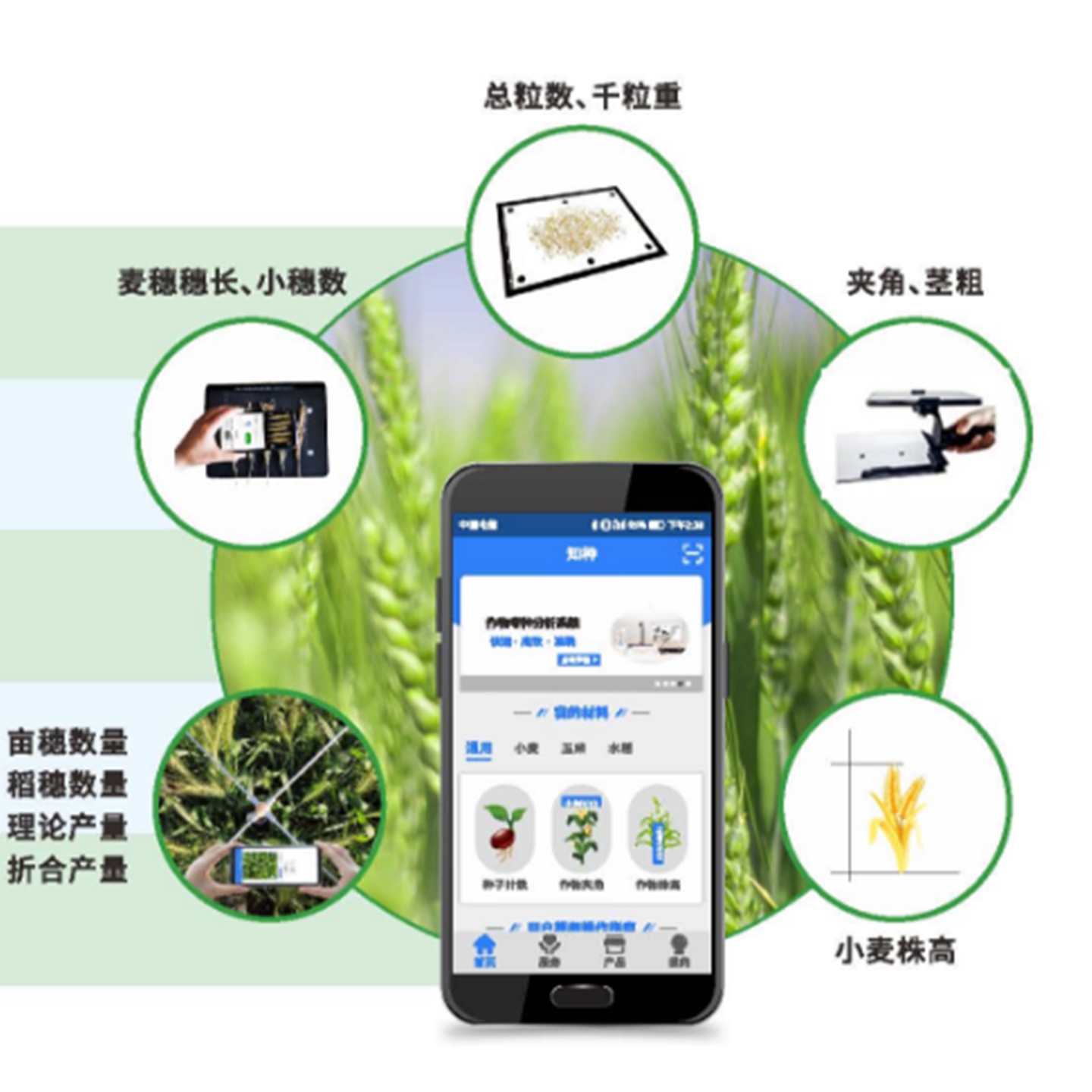 小麦表型检测系统库号：M358488