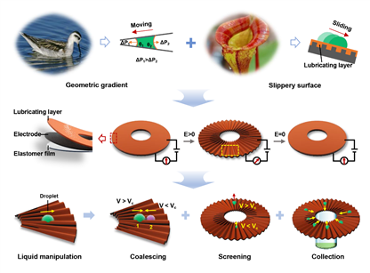 力學所在流體仿生智能操控研究方面取得進展