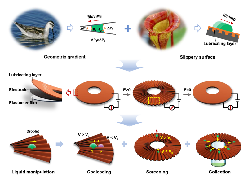 力学所在流体仿生智能操控研究方面取得进展