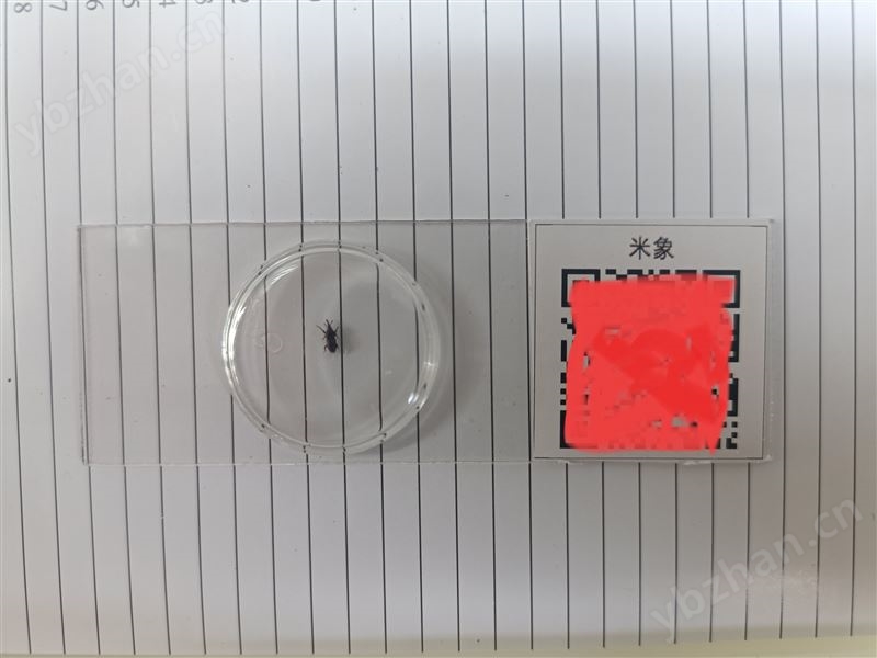 儲糧害蟲標本