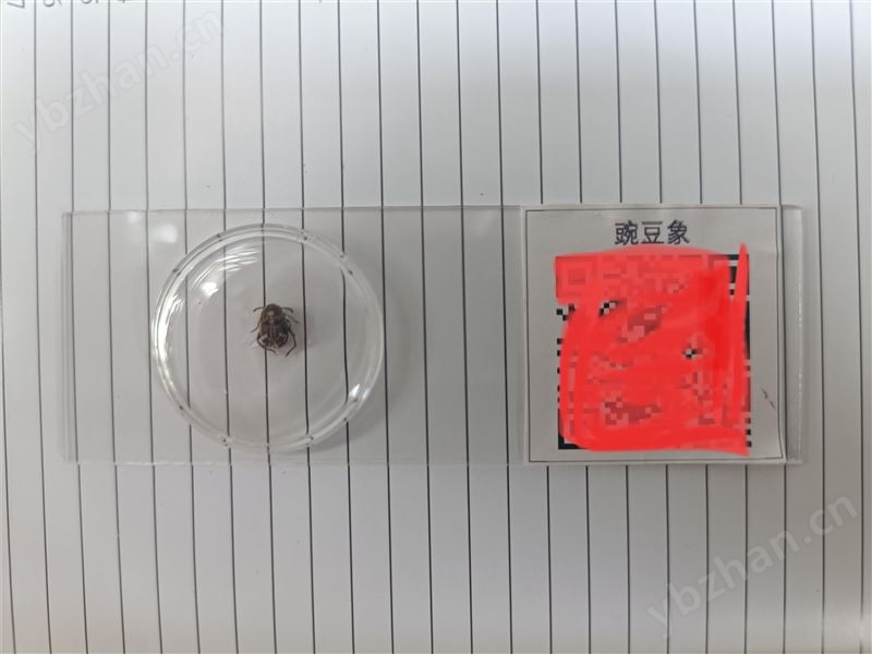 儲糧害蟲標本