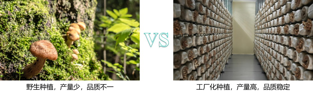 四方光電抗高濕紅外CO?變送器，讓菌菇房CO?監(jiān)測不再“濕”敗