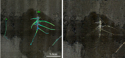 植物3D根系生長監測系統 DJ-3012植物3D根系生長監測系統