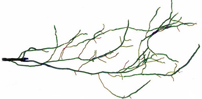 DJ-3010根系图像分析仪