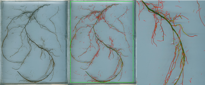 DJ-3010根系图像分析仪