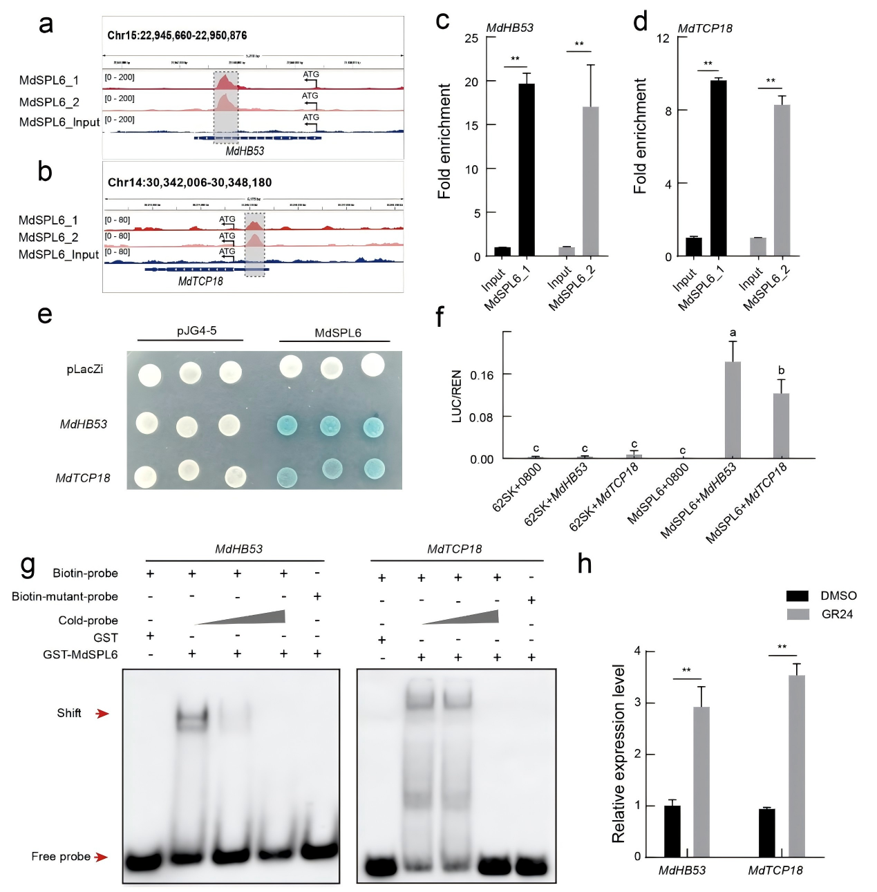 图6.png DAP-seq技术助力揭示独脚金内酯调控苹果腋芽生长的分子机制